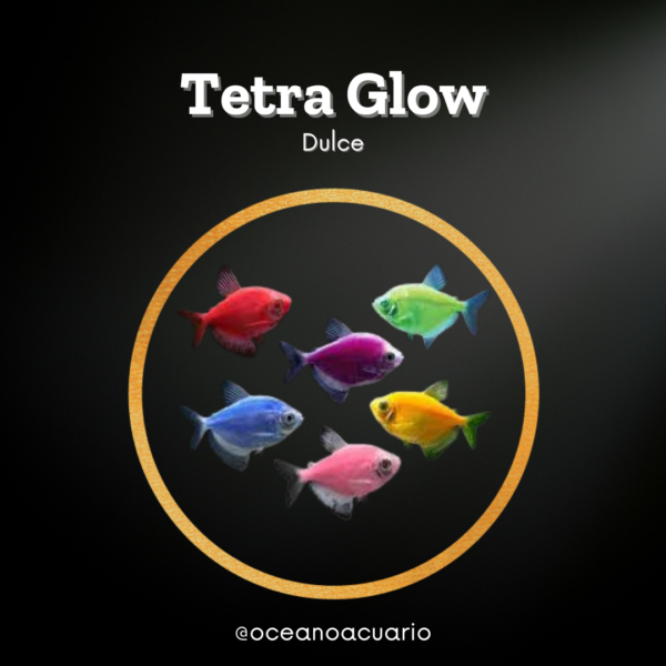 Tetra Glow – Océano Acuario Marino y Dulce