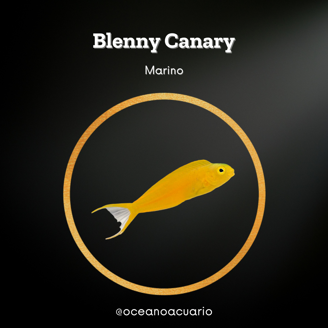 Blenny Canary – Océano Acuario Marino y Dulce