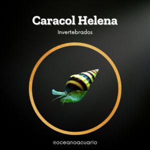 Caracol Helena